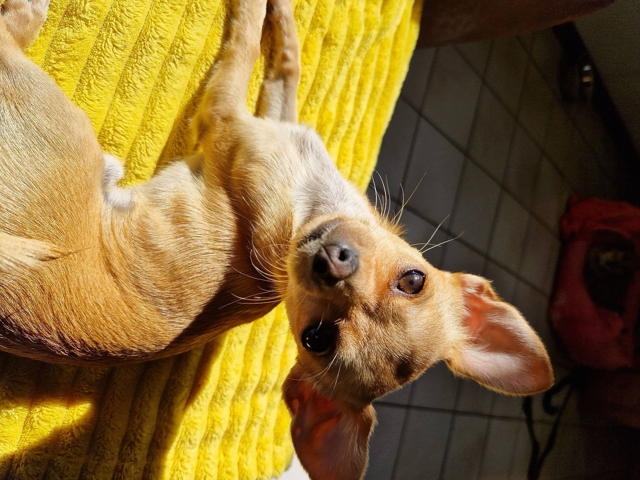 Vasko a rejoint le concours — aidez-le/la à gagner de superbes lots ! carnivore, comfort, companion_dog, dog, dog_breed, ear, fawn, felidae, foot, fur, gesture, nail, paw, snout, sporting_group, terrestrial_animal, whiskers, wood, working_animal, wrinkle