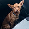 animal, blue_collar, brown_dog, car_floor, car_interior, companion, cute, dashboard, dog, floor_mat, indoor, large_ears, looking_up, pet, pet_accessory, puppy, sitting, vehicle, vent, young_dog