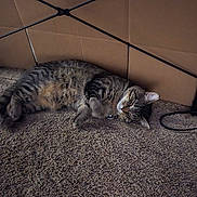 Ham joined the competition — help win amazing prizes! cat, tabby, sleeping, carpet, indoor, pet, feline, resting, animal, fur, relaxed, cozy, home, cable, cardboard, paw, whiskers, ears, floor, quiet