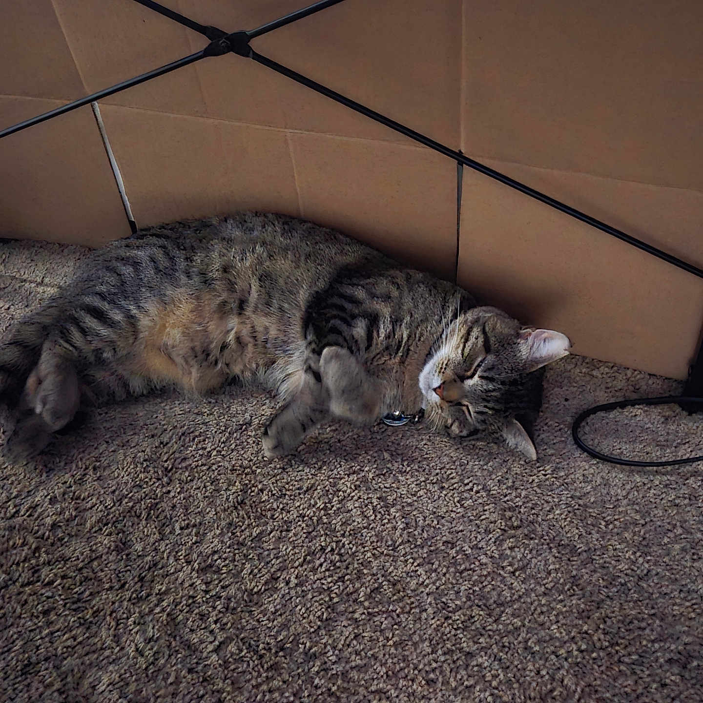 Ham