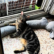 Dominos participe au concours pour gagner de l'argent avec cette photo : animal, cat, cushion, feline, green_eyes, head_tilt, home, indoors, lounging, open_window, pet, photography, portrait, relaxed, sitting, striped_fur, sunlight, tabby_cat, terrazzo_floor, window