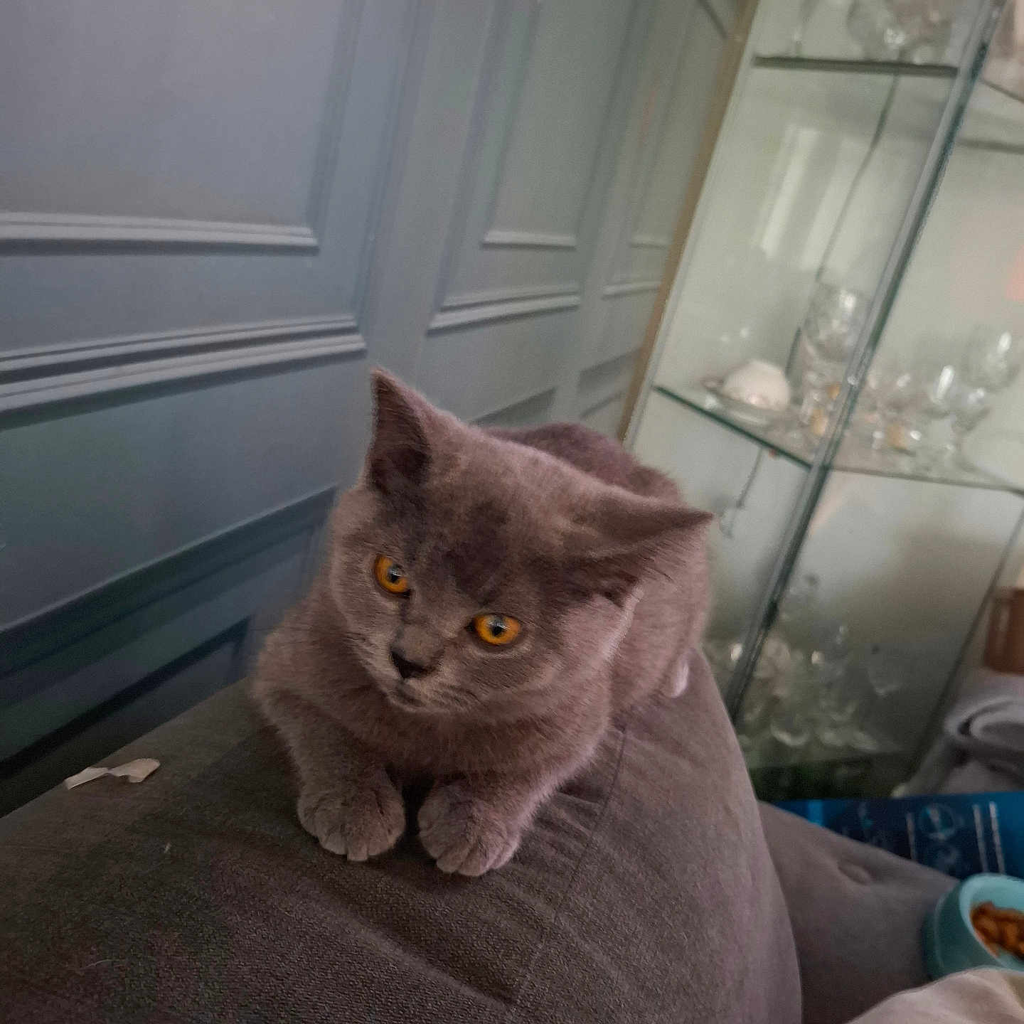 Shadow is registered to the contest to win money with this photo: animal, cat, comfortable, couch, cozy, cute, domestic, feline, furniture, glass_cabinet, glassware, gray_cat, home, indoor, living_room, orange_eyes, pet, relaxed, resting, soft_fur