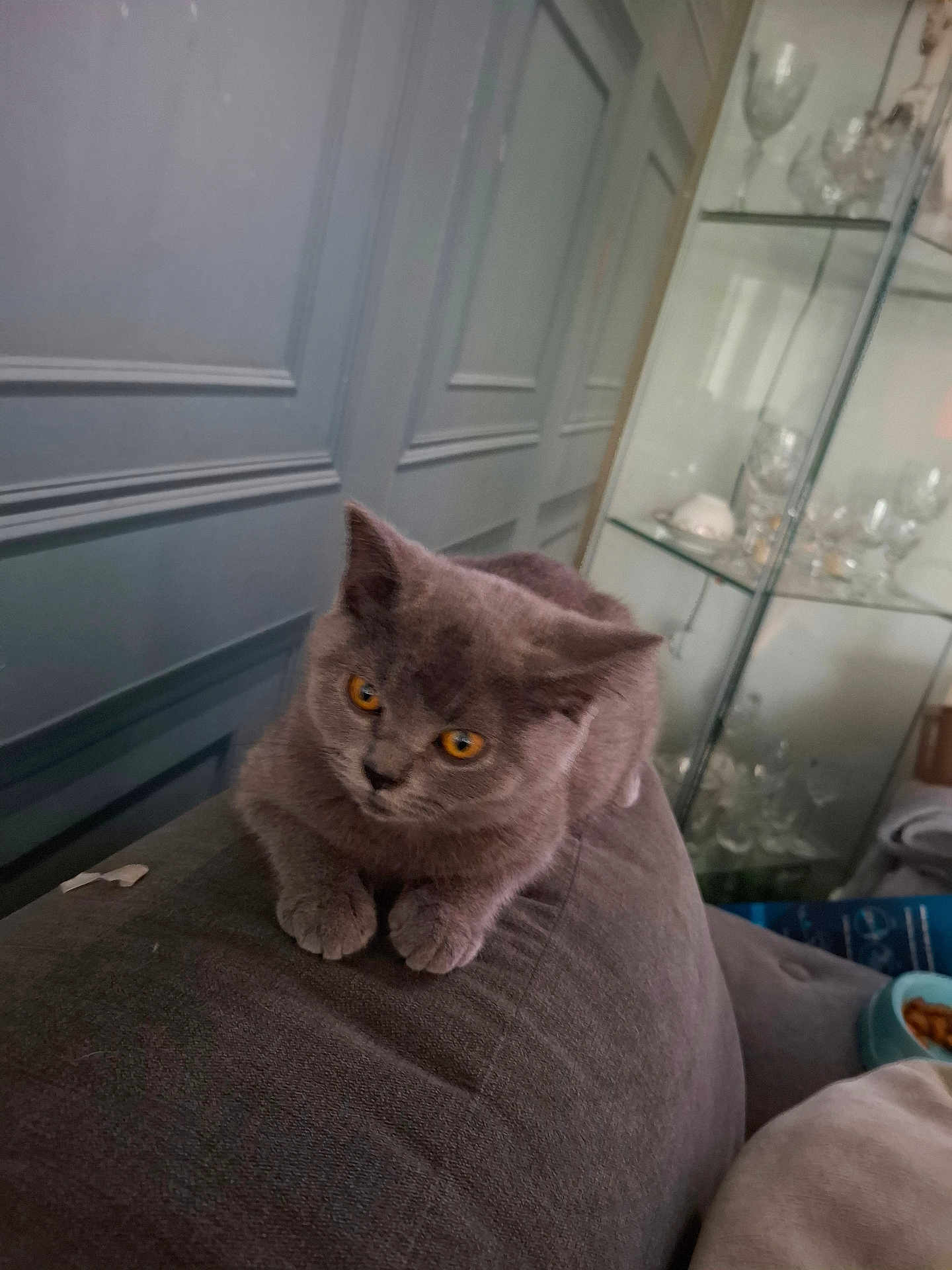Shadow is registered to the contest to win money with this photo: cat, gray_cat, orange_eyes, couch, furniture, indoor, glass_cabinet, glassware, pet, animal, cozy, relaxed, living_room, domestic, feline, soft_fur, resting, comfortable, home, cute