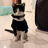 Steel is registered to the contest to win money with this photo: cat, kitten, black_and_white, bow_tie, clothing, indoor, floor, tile, shadow, door, box, toy, pet, animal, sitting, curious, cute, feline, young, decor