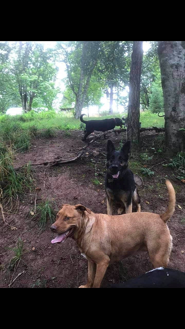 Lila joined the competition — help win amazing prizes! adventure, canidae, carnivore, dog, dog_breed, forest, formosan_mountain_dog, hunting_dog, mammal, mountain_cur, patterdale_terrier, sporting_group, tree, vertebrate, wildlife