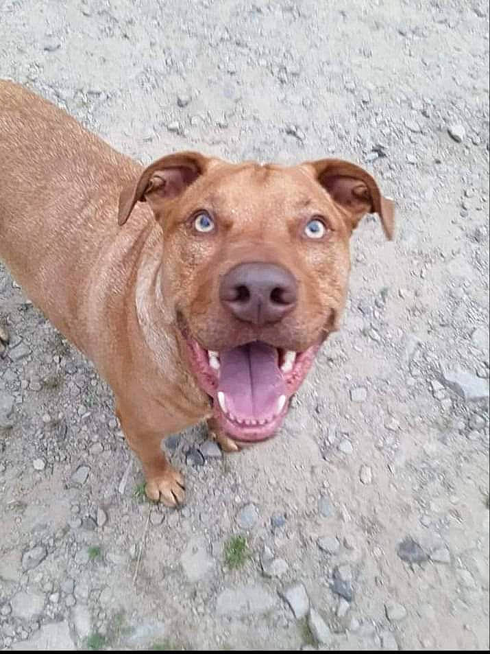 Lila is registered to the contest to win money with this photo: american_pit_bull_terrier, american_staffordshire_terrier, canidae, carnivore, dog, dog_breed, fawn, mammal, non_sporting_group, nose, pit_bull, rare_breed_dog, snout, sporting_group, street_dog, terrier, vertebrate