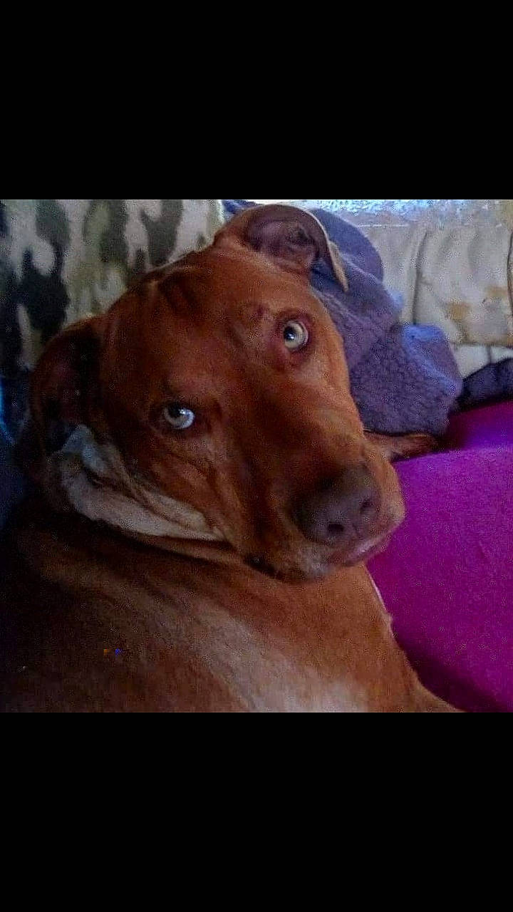 Lila is registered to the contest to win money with this photo: american_pit_bull_terrier, canidae, caramel_color, carnivore, dog, dog_breed, ear, fawn, labrador_retriever, liver, mammal, non_sporting_group, nose, pit_bull, pointing_breed, puppy, snout, sporting_group, vertebrate, vizsla