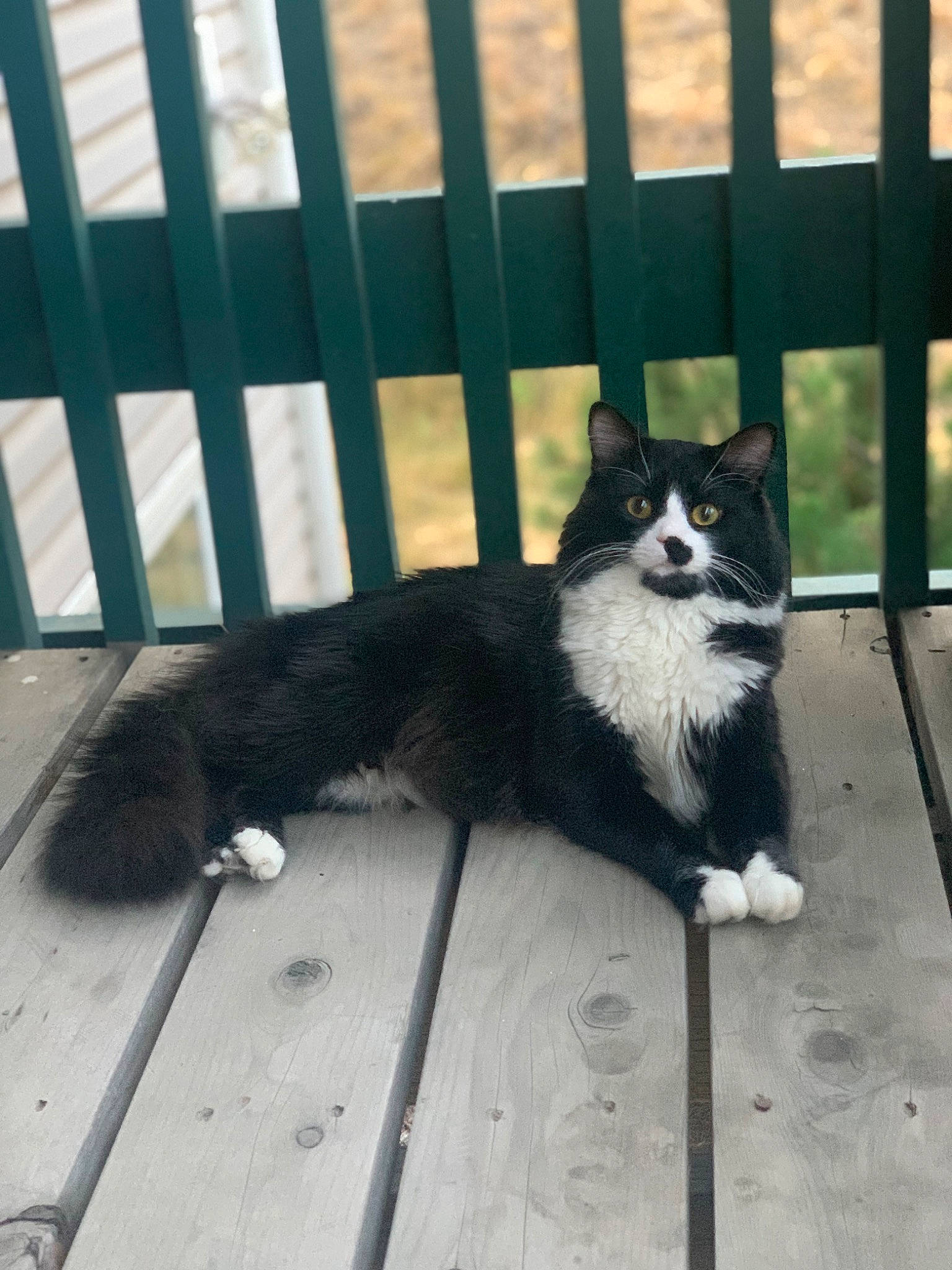 Kylo is registered to the contest to win money with this photo: carnivore, cat, domestic_short_haired_cat, felidae, fence, flooring, foot, fur, grass, grey, monochrome_photography, shadow, sitting, small_to_medium_sized_cats, snout, tail, terrestrial_animal, tree, whiskers, wood