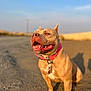 dog, pitbull, canine, collar, tags, tongue, teeth, smile, sitting, dirt_road, outdoor, golden_hour, sunset, shallow_depth_of_field, bokeh, happy, portrait, shadow, sky, pet