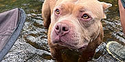 Zurie is registered to the contest to win money with this photo: dog, pitbull, canine, pet, water, stream, river, outdoors, nature, wet_fur, close_up, portrait, brown_coat, nose, eyes, paws, rocks, greenery, reflection, shallow_water