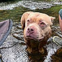 dog, pitbull, canine, pet, water, stream, river, outdoors, nature, wet_fur, close_up, portrait, brown_coat, nose, eyes, paws, rocks, greenery, reflection, shallow_water
