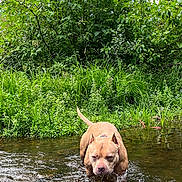 Zurie is registered to the contest to win money with this photo: dog, pitbull, pet, animal, water, creek, stream, splash, grass, greenery, bushes, nature, outdoors, collar, walking, riverbed, wet, focused, muscular, bank