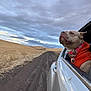dog, canine, pet, car, vehicle, window, collar, dirt_road, field, grass, sky, clouds, landscape, rural, travel, adventure, portrait, outdoors, muzzle, rolling_hills