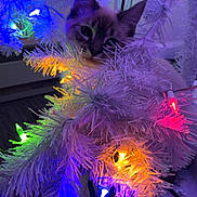 Freya joined the competition — help win amazing prizes! cat, kitten, christmas_tree, white_tree, christmas_lights, colorful_lights, holiday, pet, indoor, cozy, curious, fur, needles, branches, close_up, glowing, decorations, wires, carpet, tree_skirt