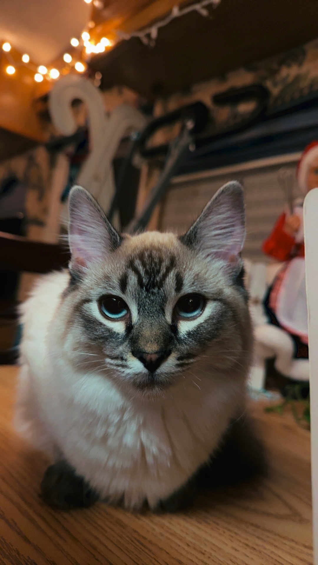 Freya is registered to the contest to win money with this photo: cat, feline, pet, close_up, portrait, blue_eyes, fluffy, whiskers, ears, wood_floor, indoor, fairy_lights, bokeh, domestic, sitting, fur_pattern, doll, home_interior, soft_lighting, curtain