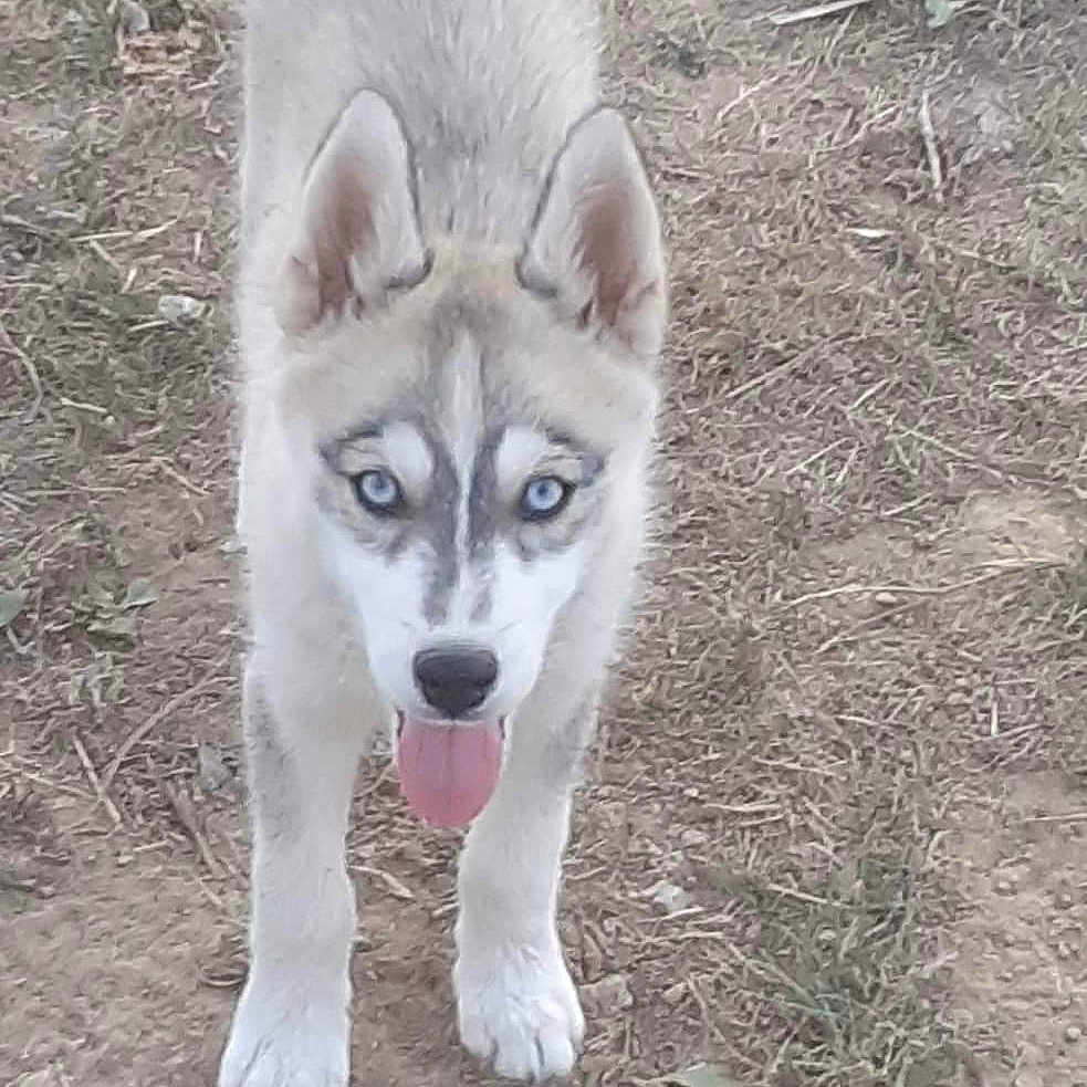 Tyskie