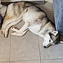 animal, brick_pattern, canine, couch, decorative_wall, dog, ears, floor, fur, grey_couch, grey_fur, husky, indoor, lying_down, paw, pet, resting, tile_floor, wall, white_fur