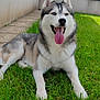 animal, blue_eyes, canine, dog, ears, fur, garden, grass, happy, husky, lying_down, muzzle, nature, outdoor, paw, pet, playful, summer, tongue, tongue_out