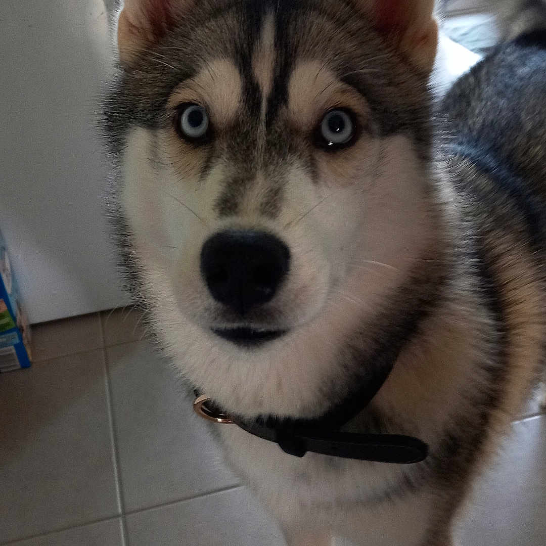 Tyksie