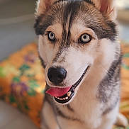 Tyksie a rejoint le concours — aidez-le/la à gagner de superbes lots ! animal, blanket, blue_eyes, canine, close_up, colorful, cute, dog, ears, face, floor, fur, happy, indoor, nose, pet, siberian_husky, sitting, smiling, tongue_out