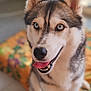animal, blanket, blue_eyes, canine, close_up, colorful, cute, dog, ears, face, floor, fur, happy, indoor, nose, pet, siberian_husky, sitting, smiling, tongue_out