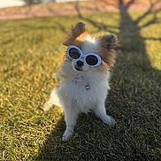 Rosie joined the competition — help win amazing prizes! dog, small_dog, sunglasses, grass, outdoor, sunlight, shadow, fluffy, pet, cute, canine, summer, collar, white, brown, animal, nature, portrait, sitting, accessory