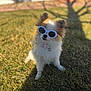 dog, small_dog, sunglasses, grass, outdoor, sunlight, shadow, fluffy, pet, cute, canine, summer, collar, white, brown, animal, nature, portrait, sitting, accessory
