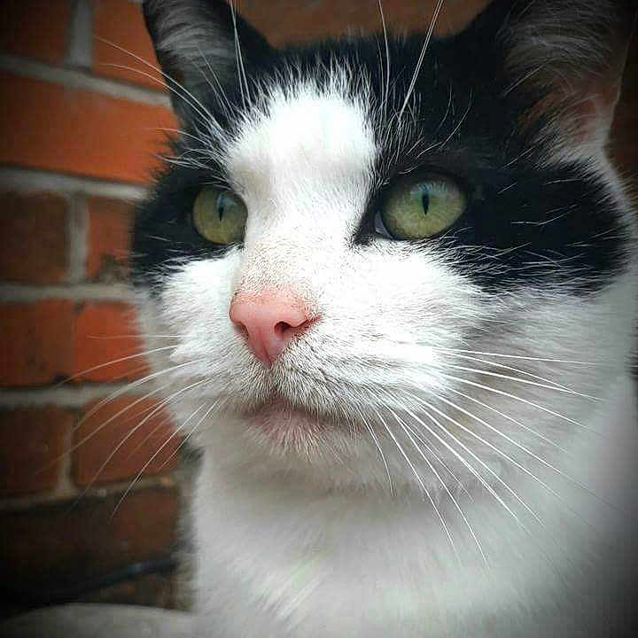 Oscar is registered to the contest to win money with this photo: aegean_cat, cat, cat_like_mammal, close_up, domestic_short_haired_cat, european_shorthair, eye, face, fauna, kitten, nose, organ, small_to_medium_sized_cats, snout, whiskers