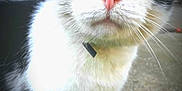 Oscar joined the competition — help win amazing prizes! cat, black_and_white, green_eyes, pink_nose, whiskers, outdoor, curious, pet, animal, feline, close_up, fur, collar, concrete, brick_wall, daylight, mammal, portrait, standing
