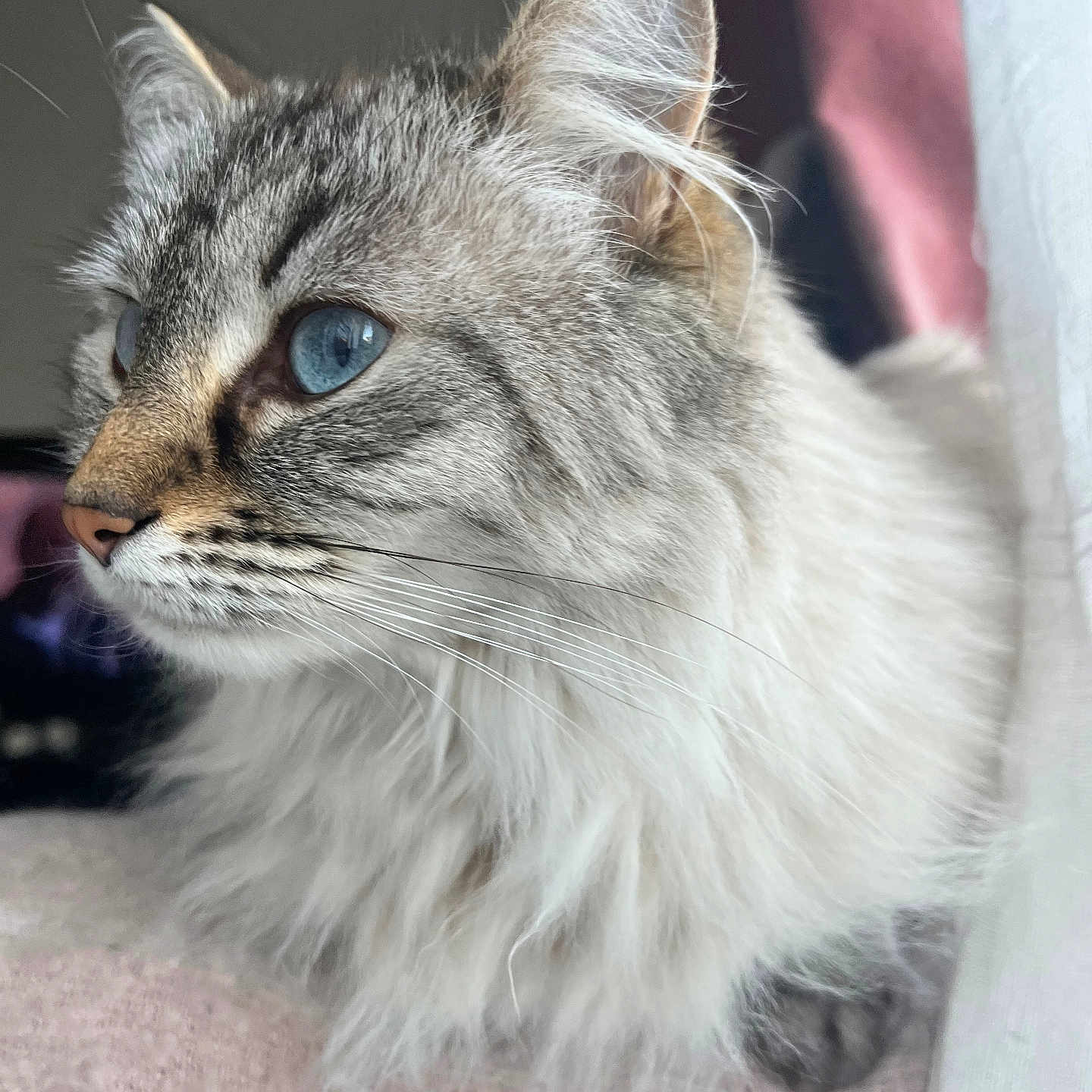 Saphir a rejoint le concours — aidez-le/la à gagner de superbes lots ! animal, blue_eyes, cat, close_up, cozy, curtain, cute, domestic, feline, fluffy, fur, indoor, long_hair, pet, portrait, relaxed, side_profile, soft_light, whiskers, window