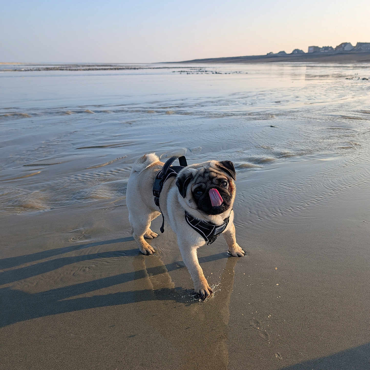Francis a rejoint le concours — aidez-le/la à gagner de superbes lots ! animal, beach, bulldog, canine, coast, dog, frenchbulldog, hound, nature, outdoors, pet, pitbull, pug, puppy, sea, shoreline, water