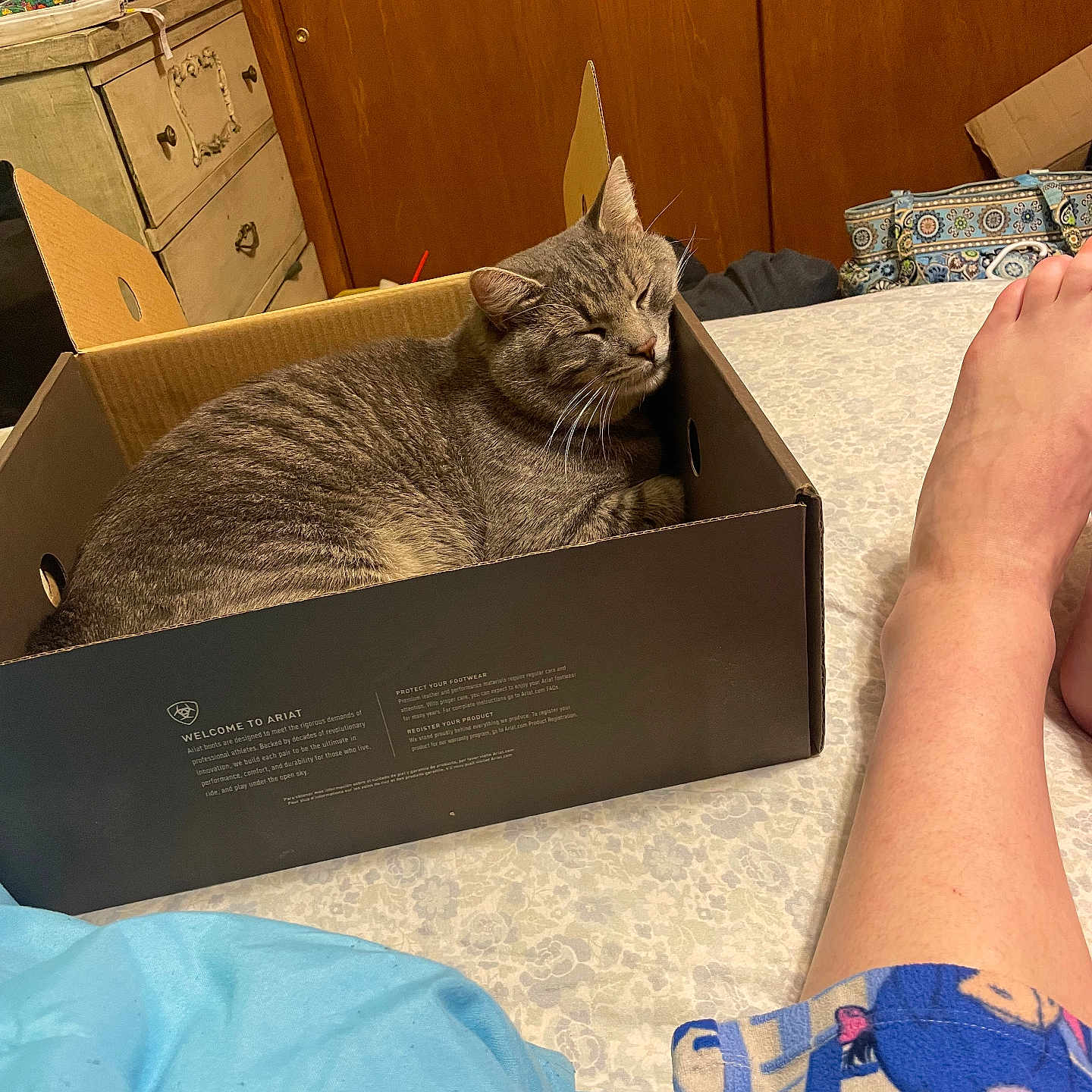Murdoc joined the competition — help win amazing prizes! accessories, adult, animal, bag, box, cardboard, carton, cat, clothing, couch, footwear, furniture, handbag, hardwood, indoors, male, man, person, pet, shoe