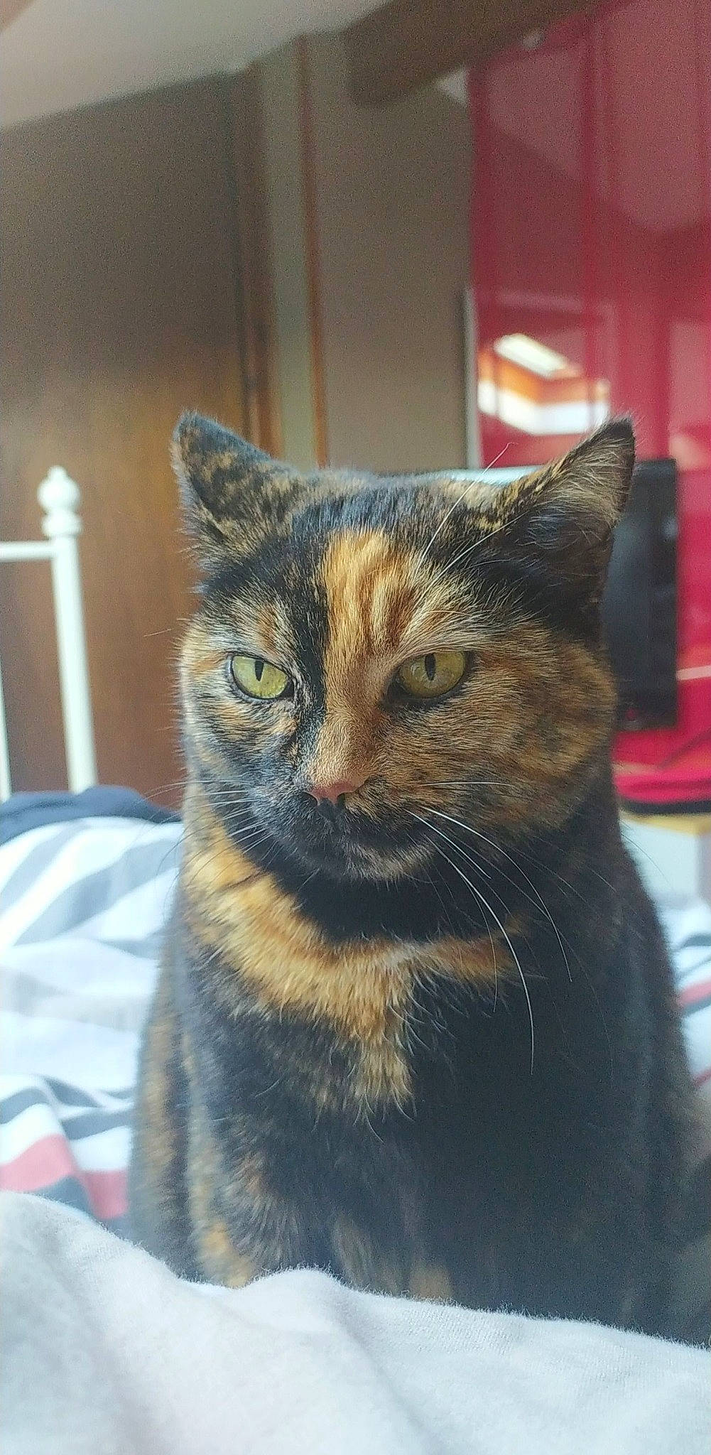 Lily participe au concours pour gagner de l'argent avec cette photo : carnivore, cat, domestic_short_haired_cat, felidae, fur, iris, linens, small_to_medium_sized_cats, snout, terrestrial_animal, whiskers
