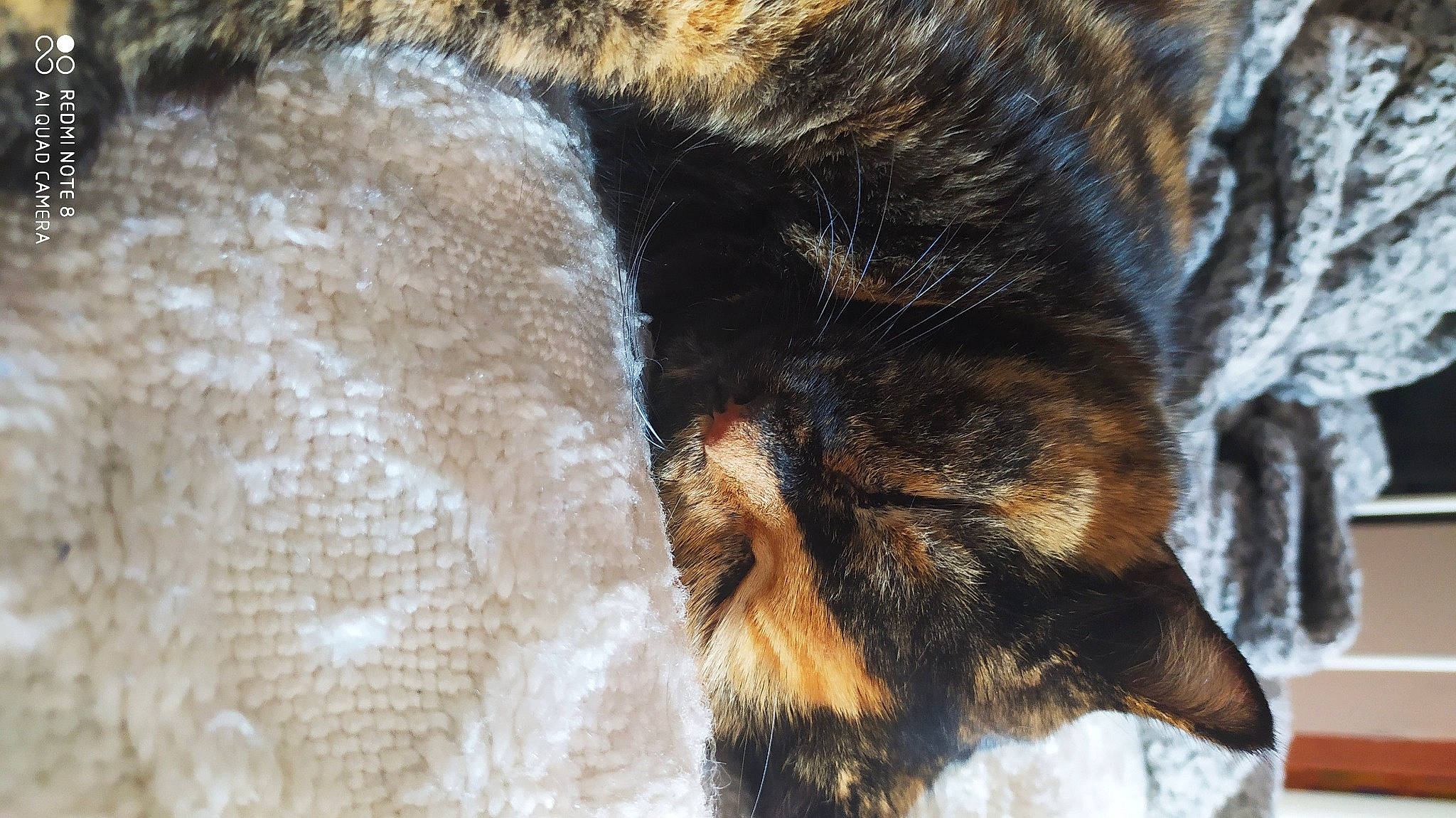 Lily participe au concours pour gagner de l'argent avec cette photo : beige, brown, cat, close_up, fawn, fur, natural_material, paw, small_to_medium_sized_cats, whiskers