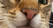 Scooby participe au concours pour gagner de l'argent avec cette photo : cat, tabby, pet, animal, close_up, portrait, face, eyes, nose, whiskers, fur, striped_fur, brown, cream, pink_nose, looking_at_camera, wide_eyes, indoor, funny, cute