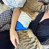 Scooby participe au concours pour gagner de l'argent avec cette photo : cat, person, pet, cuddling, sleeping, fur, tabby, brown, animal, human, arm, hand, face, bed, blanket, pillow, indoors, cozy, relaxed, portrait