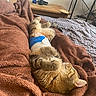 Scooby a rejoint le concours — aidez-le/la à gagner de superbes lots ! cat, kitten, sleeping, lying_down, upside_down, relaxed, cozy, blanket, bed, orange_tabby, furry, paws, whiskers, indoors, bedroom, home, blue_clothing, diaper, soft_furnishings, cute