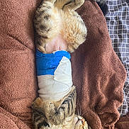 Scooby a rejoint le concours — aidez-le/la à gagner de superbes lots ! cat, kitten, sleeping, napping, bandage, injured_pet, belly_up, tabby, striped_fur, animal, pets, blanket, bed, cozy, indoors, whiskers, paws, tail, relaxing, cute