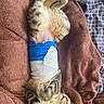 cat, kitten, sleeping, napping, bandage, injured_pet, belly_up, tabby, striped_fur, animal, pets, blanket, bed, cozy, indoors, whiskers, paws, tail, relaxing, cute