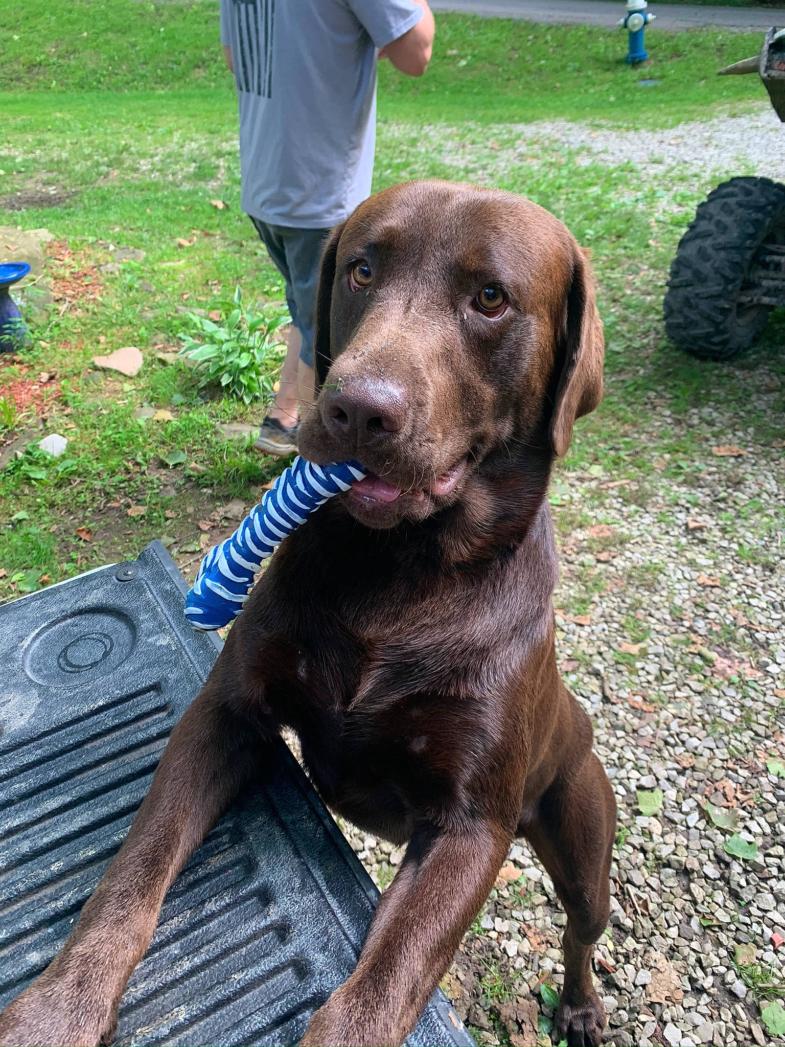 Luke is registered to the contest to win money with this photo: borador, carnivore, collar, companion_dog, dog, dog_breed, dog_collar, fur, grass, guard_dog, gun_dog, hunting_dog, leash, liver, sporting_group, tire, wheel, working_animal