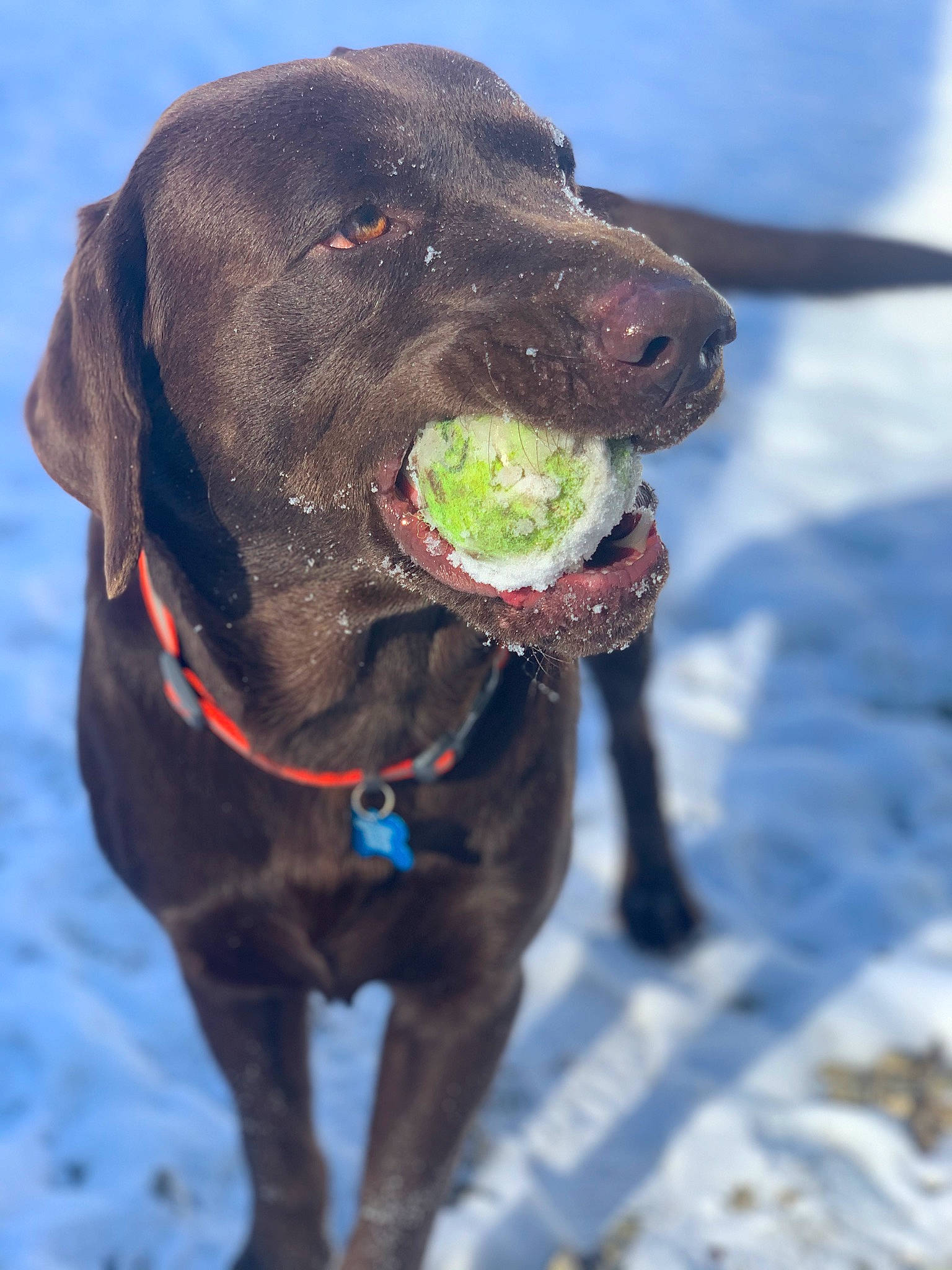 Luke is registered to the contest to win money with this photo: borador, canidae, carnivore, collar, companion_dog, dog, dog_breed, dog_collar, fawn, gun_dog, leash, liver, pointing_breed, retriever, snout, snow, sporting_group, vertebrate, whiskers, working_animal