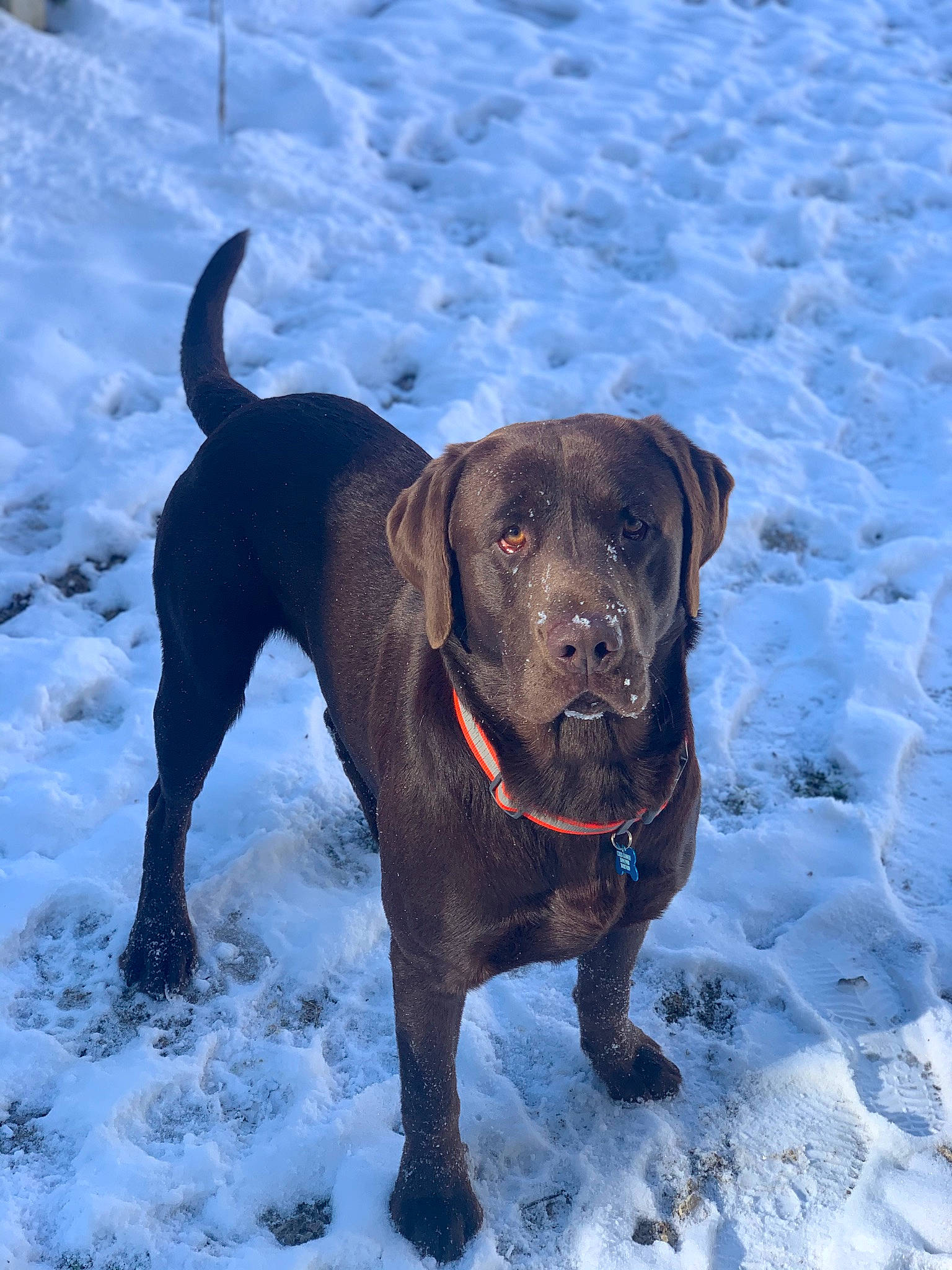 Luke joined the competition — help win amazing prizes! borador, carnivore, collar, companion_dog, dog, dog_breed, dog_collar, fawn, freezing, guard_dog, gun_dog, leash, liver, pet_supply, snow, sporting_group, tail, winter, working_animal, working_dog