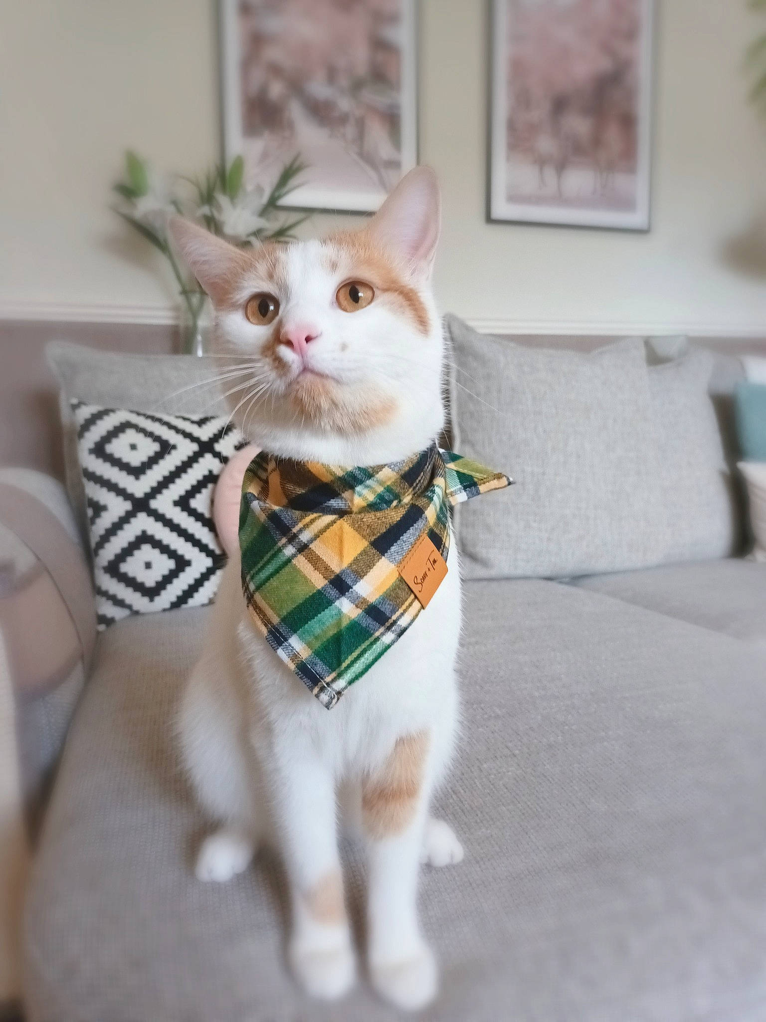 Ekko is registered to the contest to win money with this photo: carnivore, cat, companion_dog, couch, domestic_short_haired_cat, eye, fawn, felidae, fur, linens, pattern, picture_frame, plaid, small_to_medium_sized_cats, snout, tail, tartan, toy, whiskers, wood