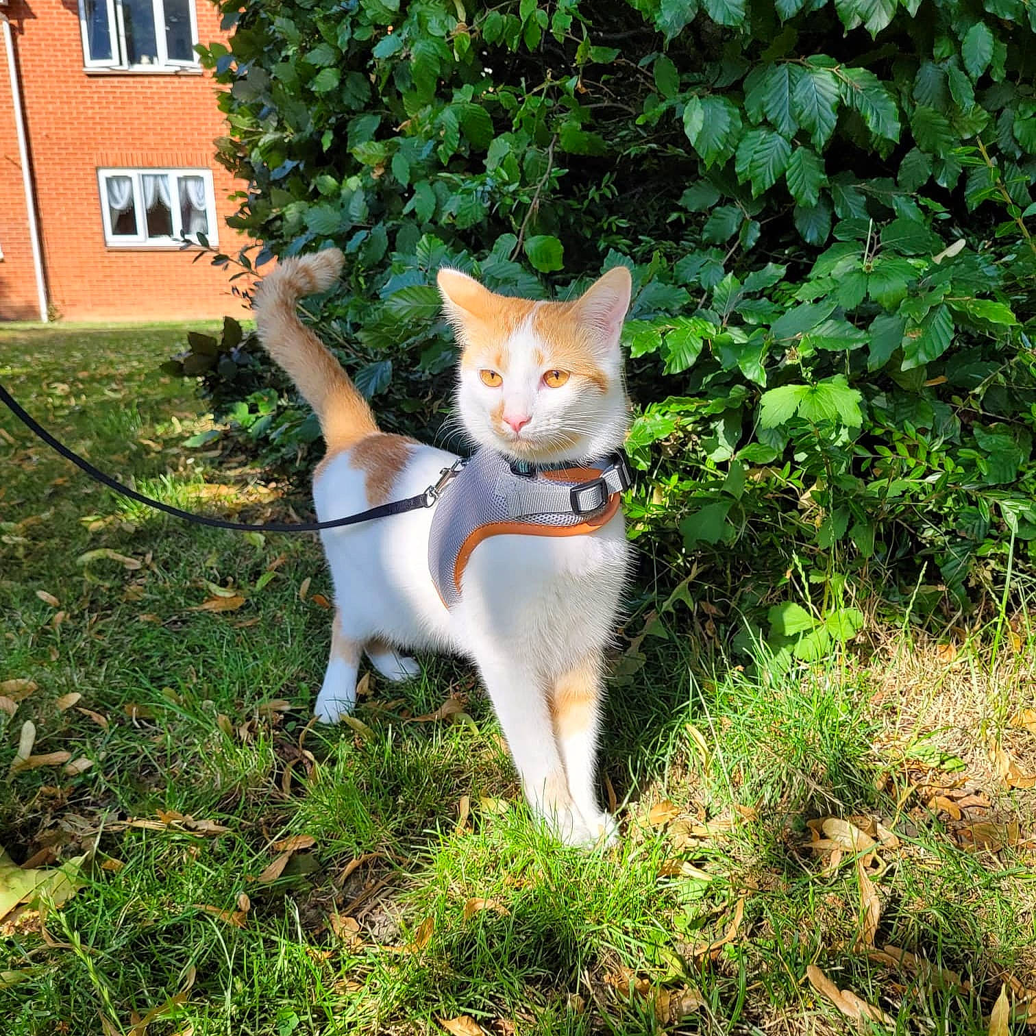 Ekko joined the competition — help win amazing prizes! carnivore, cat, companion_dog, fawn, felidae, fur, garden, grass, groundcover, plant, shrub, sitting, small_to_medium_sized_cats, tail, terrestrial_animal, tree, whiskers, window, yard