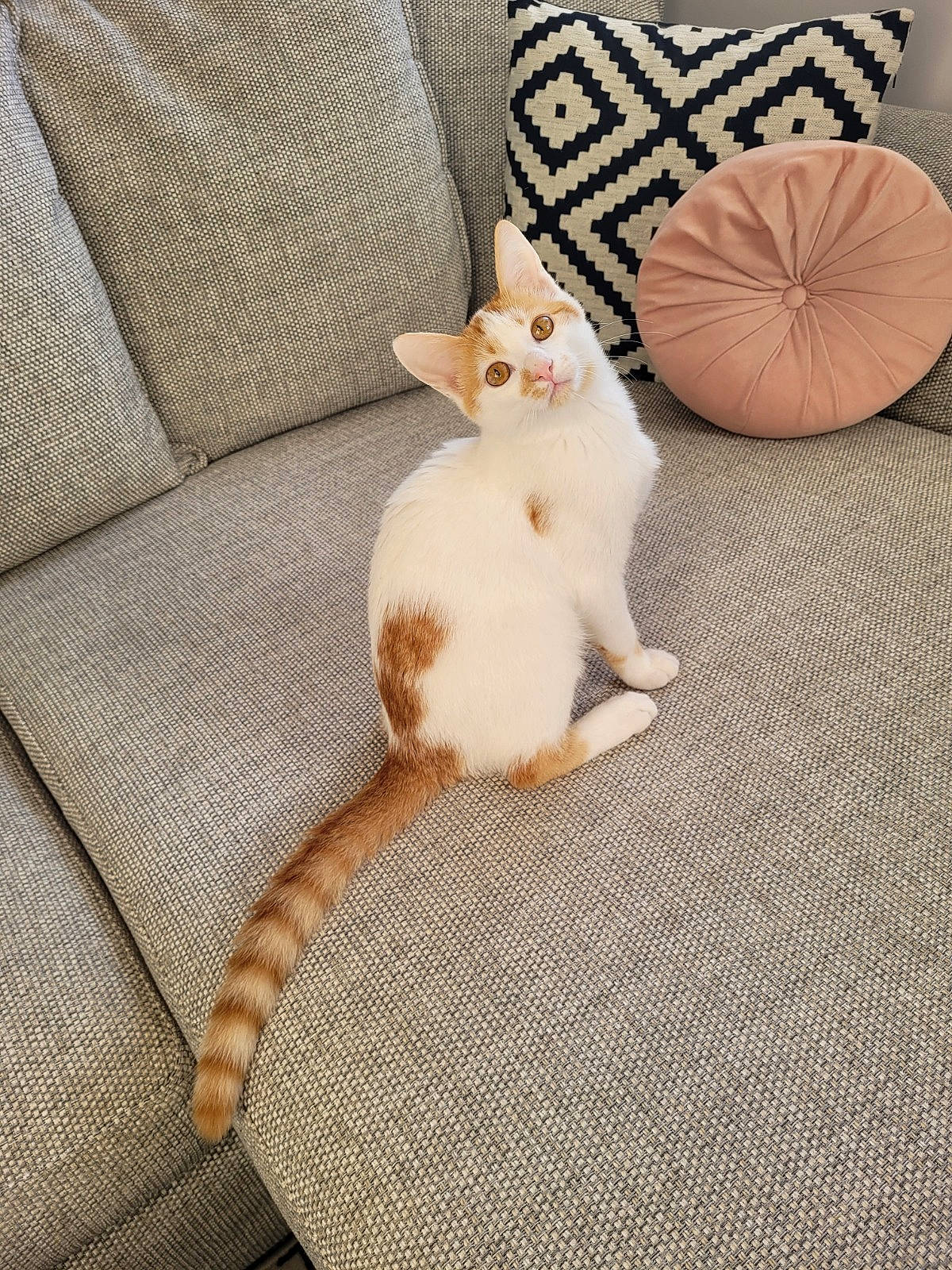 Ekko is registered to the contest to win money with this photo: bedding, beige, carnivore, cat, comfort, couch, domestic_short_haired_cat, fawn, felidae, flooring, fur, grey, hardwood, linens, paw, small_to_medium_sized_cats, tail, textile, whiskers, wood