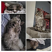 Azur a rejoint le concours — aidez-le/la à gagner de superbes lots ! kitten, cat, sleeping, resting, fluffy, tabby, indoor, blanket, cozy, cute, pet, feline, fur, paw, cat_tree, napping, relaxed, portrait, animal, domestic