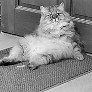 Iron participe au concours pour gagner de l'argent avec cette photo : cat, fluffy, indoor, mat, door, relaxing, pet, feline, fur, animal, home, resting, cute, domestic, whiskers, eyes, paws, floor, portrait, sitting