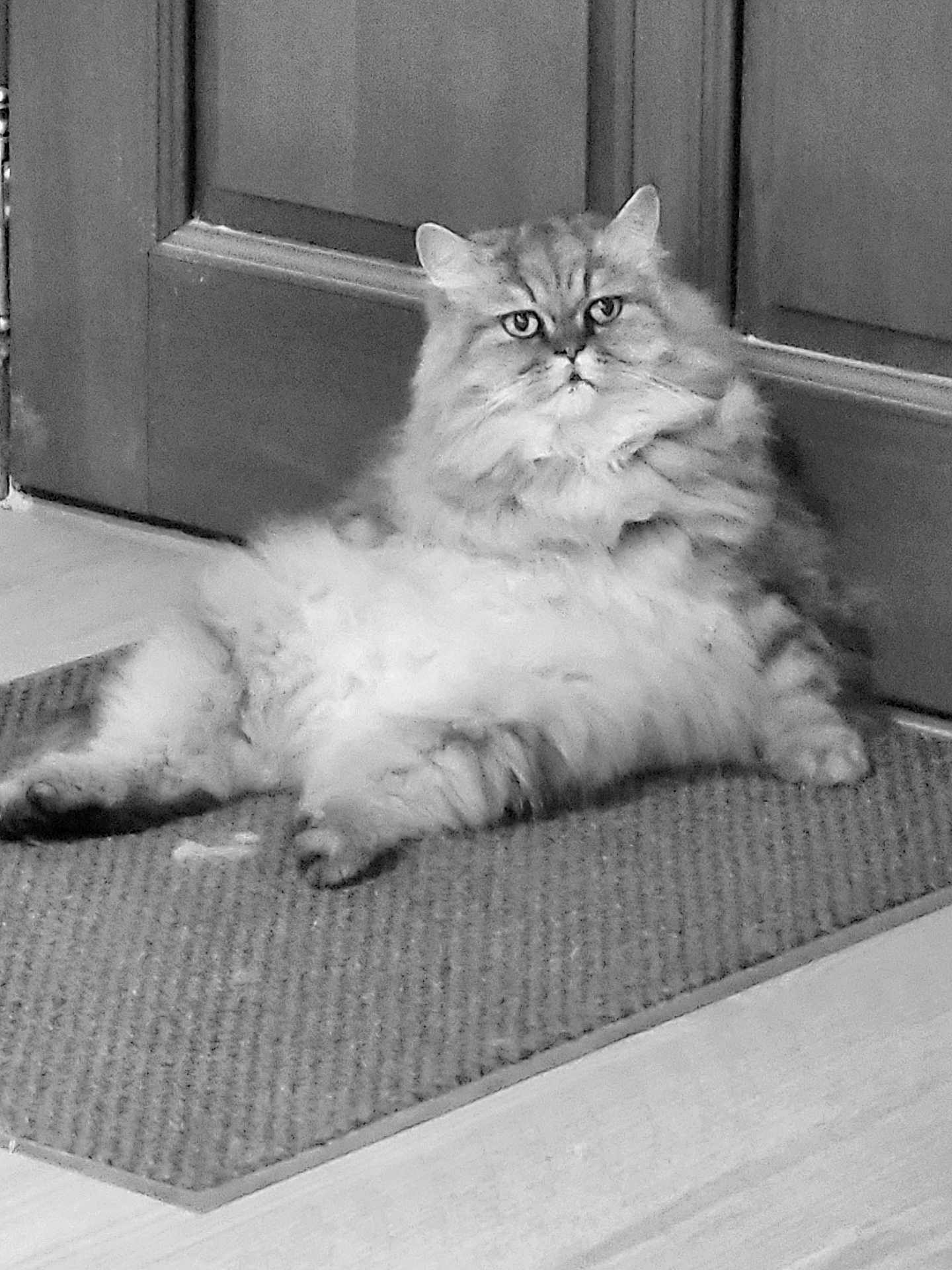 Iron participe au concours pour gagner de l'argent avec cette photo : cat, fluffy, indoor, mat, door, relaxing, pet, feline, fur, animal, home, resting, cute, domestic, whiskers, eyes, paws, floor, portrait, sitting