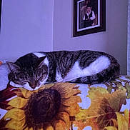 Fuzzy joined the competition — help win amazing prizes! cat, sleeping, blanket, sunflower, pattern, indoor, cozy, pet, feline, resting, animal, wall, framed_picture, portrait, home, comfortable, fur, tabby, white, relaxation