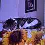 cat, sleeping, blanket, sunflower, pattern, indoor, cozy, pet, feline, resting, animal, wall, framed_picture, portrait, home, comfortable, fur, tabby, white, relaxation